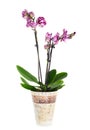 Pink tiger orchid flower in pot