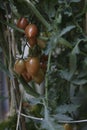 Pink Tiger Tomatoes on the vine