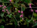 Pink tigon flowers on the sidewalk