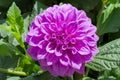 Pink tinge dahlia Flower Royalty Free Stock Photo