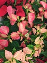 Multi-colored Poinsettias for the Winter Holidays Royalty Free Stock Photo