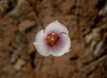 Pink Tinged Sego Lily Blooming in Zion Royalty Free Stock Photo