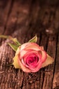 Pink Tinted Rose And Stem Sits On Antique Wood