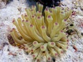 Pink tip condy anemone in Florida Keys Islamorada reef