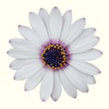 Pink Tip White Daisy Isolated Royalty Free Stock Photo