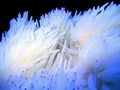 Pink tip white sabae anemone - (Heteractis crispa) Royalty Free Stock Photo