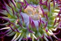 Pink-tipped Anemone Royalty Free Stock Photo