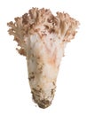 Pink-tipped coral mushroom, Ramaria botrytis isolated on white background Royalty Free Stock Photo