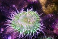 Pink-tipped green anemone