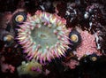 Pink Tipped Sea Anemone in a Tide Pool Royalty Free Stock Photo