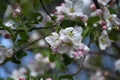 Pink Tipped White Flowers on a Fruit Tree Royalty Free Stock Photo