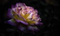 The pink tips of the petals of the yellow rose flower. Royalty Free Stock Photo