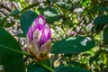 Opening large bud of Rhododendron Royalty Free Stock Photo