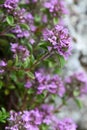 Pink to purple spring flowers of Breckland Thyme herb, also known as Wild thyme or Creeping Thyme Royalty Free Stock Photo