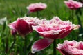 Pink to purple tulip flower, Mascotte hybrid, with fringed white petal edges