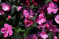 Pink to white flowers of Impatiens genus