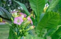 Pink Tobbaco Flowers (Nicotiana alata, Jasmine tobacco) in the summer garden