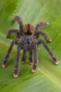 Pink Toe Tarantula Royalty Free Stock Photo