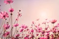 Pink tone of cosmos flower field