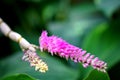 Pink toothbrush Orchid Dendrobium secundum in garden Royalty Free Stock Photo