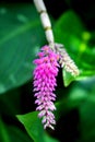 Pink toothbrush Orchid Dendrobium secundum in garden Royalty Free Stock Photo