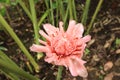 Pink Torch Ginger Flower Royalty Free Stock Photo