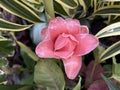 Pink Torch ginger little at farm garden flower.