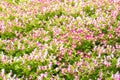 Pink Torenia flower blossom