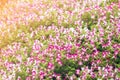 Pink Torenia flower blossom