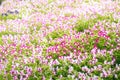 Pink Torenia flower blossom