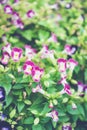 Pink Torenia fournieri flower.