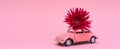 Pink toy car delivering pink crimson chrysanthemum flower. Valentine's day Royalty Free Stock Photo