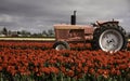 Pink tractor parked in a tulip field.