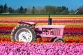 Pink Tractor and Tulips