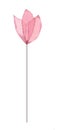 pink transparent, light, delicate watercolor flower on a stem Royalty Free Stock Photo