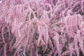 Pink tree blossom background Royalty Free Stock Photo