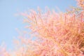 Pink tree blossom on blue sky background, Royalty Free Stock Photo