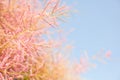 Pink tree blossom on blue sky background, Royalty Free Stock Photo