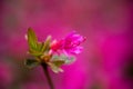 Pink Tree Blossom on Pink Background Royalty Free Stock Photo