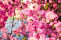 bumblebee on a pink tree Royalty Free Stock Photo