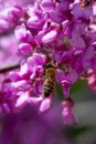 Pink tree flower bee, blooming branches of Chinese shrub in spring Royalty Free Stock Photo