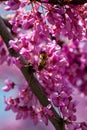 Pink tree flower bee, blooming branches of Chinese shrub in spring Royalty Free Stock Photo