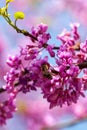 Pink tree flower bee, blooming branches of Chinese shrub in spring Royalty Free Stock Photo