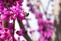 Pink tree flower bee, blooming branches of Chinese shrub in spring