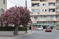 Pink tree flowers blooming in front of buildings in Larnaca Cyprus