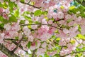 Pink tree flowers of Prunus serrulata Kanzan, branch flowers, japanese cherry, floral background, close up