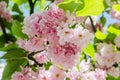Pink tree flowers of Prunus serrulata Kanzan, branch flowers, japanese cherry, floral background, close up