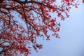 Pink tree in India