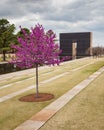 Pink Tree at Oklahoma City Memorial public park Royalty Free Stock Photo