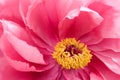 Pink tree Peony